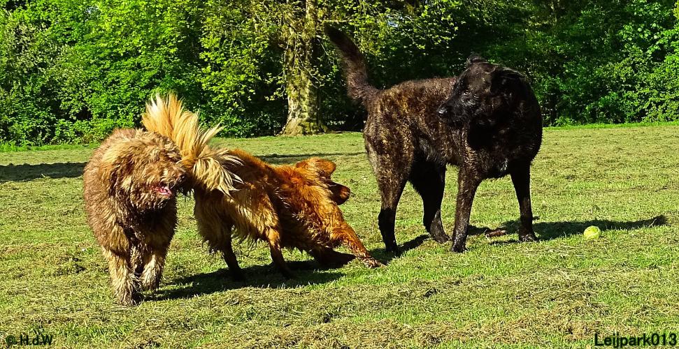 Leijpark 013 Beestenboel 