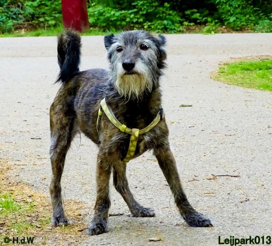 Leijpark 013 Beestenboel 