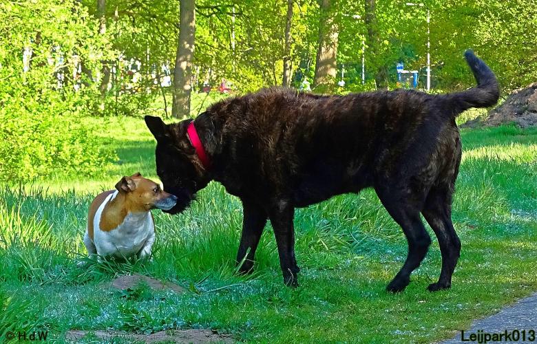 Leijpark 013 Beestenboel 