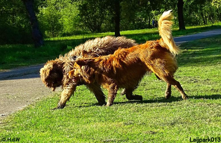 Leijpark 013 Beestenboel 