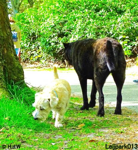 Leijpark 013 Beestenboel 