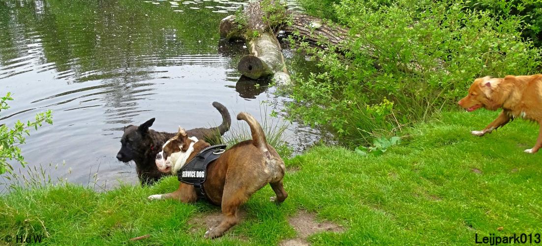 Leijpark 013 Beestenboel 