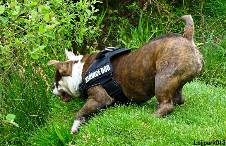 Leijpark 013 Beestenboel 