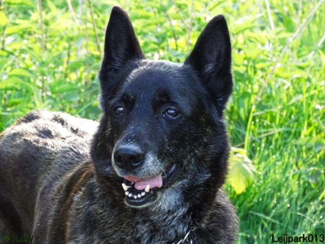 Leijpark 013 Beestenboel 