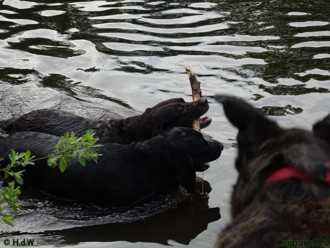 Leijpark 013 Beestenboel 