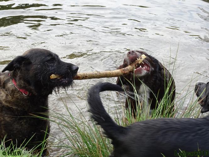 Leijpark 013 Beestenboel 