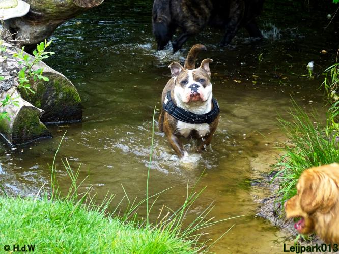 Leijpark 013 Beestenboel 