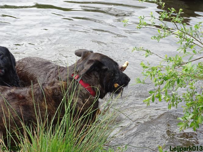 Leijpark 013 Beestenboel 