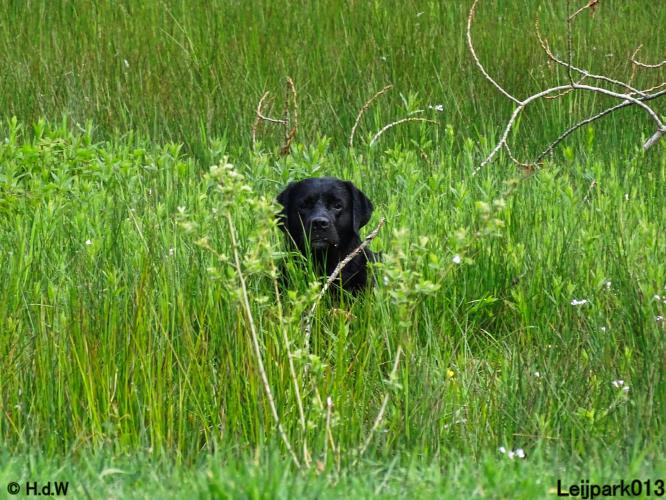 Leijpark 013 Beestenboel 