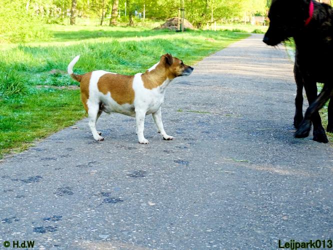 Leijpark 013 Beestenboel 