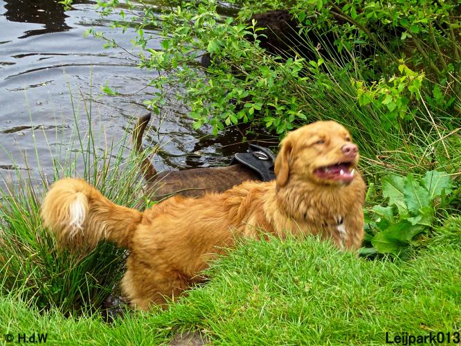 Leijpark 013 Beestenboel 