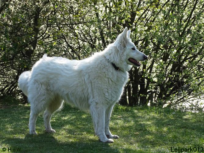 Leijpark 013 Beestenboel 