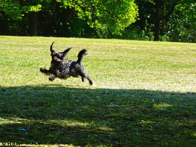 Leijpark 013 Beestenboel 