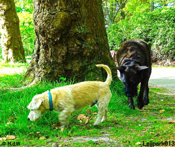 Leijpark 013 Beestenboel 