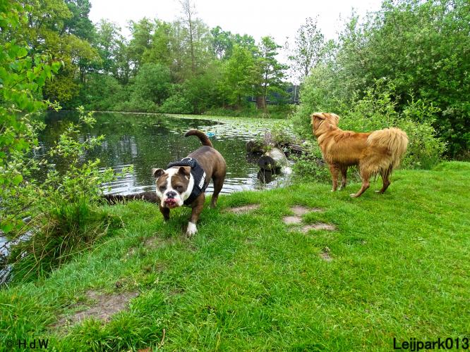 Leijpark 013 Beestenboel 