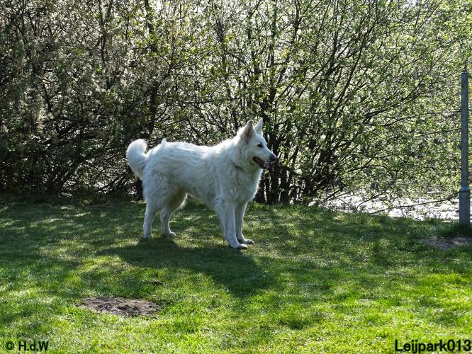Leijpark 013 Beestenboel 