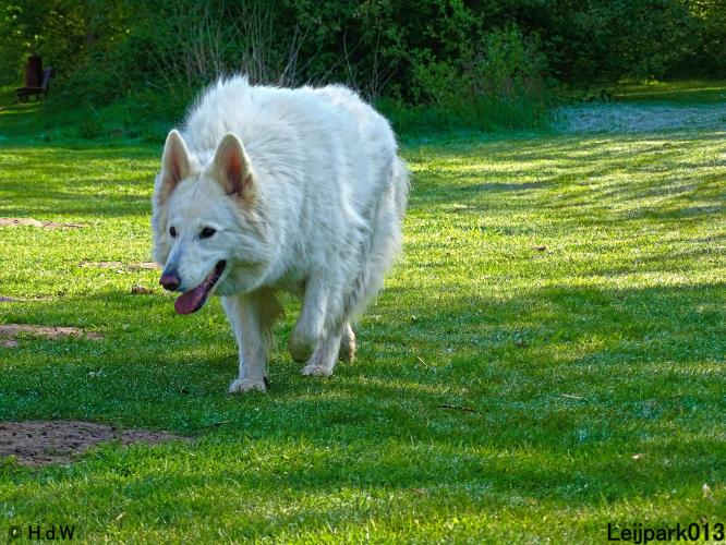 Leijpark 013 Beestenboel 