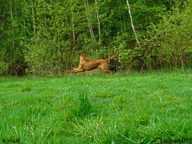 Leijpark 013 Beestenboel 