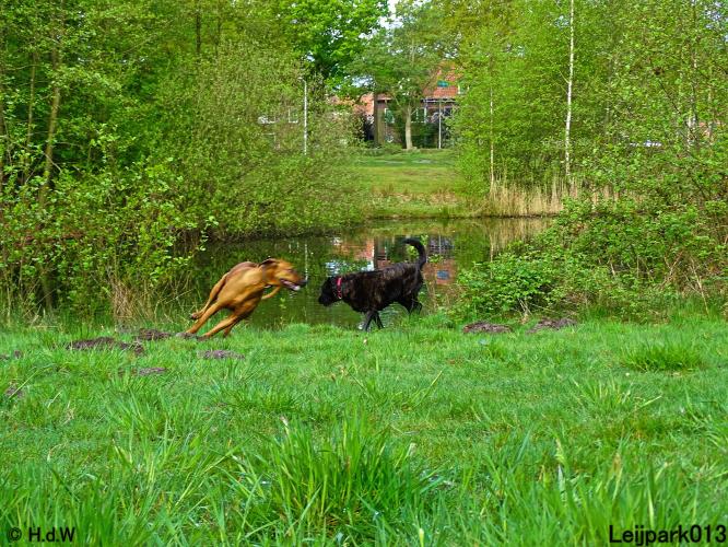 Leijpark 013 Beestenboel 