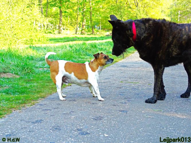 Leijpark 013 Beestenboel 