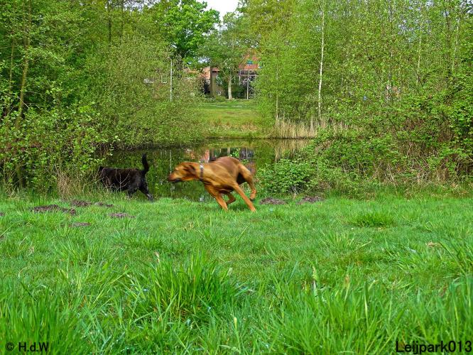 Leijpark 013 Beestenboel 
