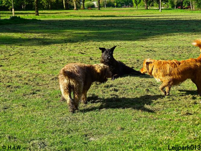 Leijpark 013 Beestenboel 
