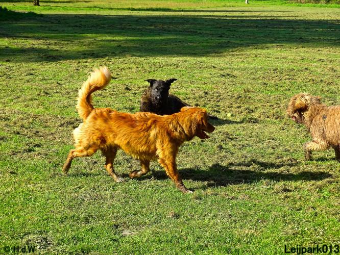 Leijpark 013 Beestenboel 