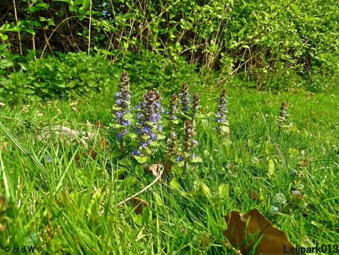 Leijpark013 Kruipend zenegroen