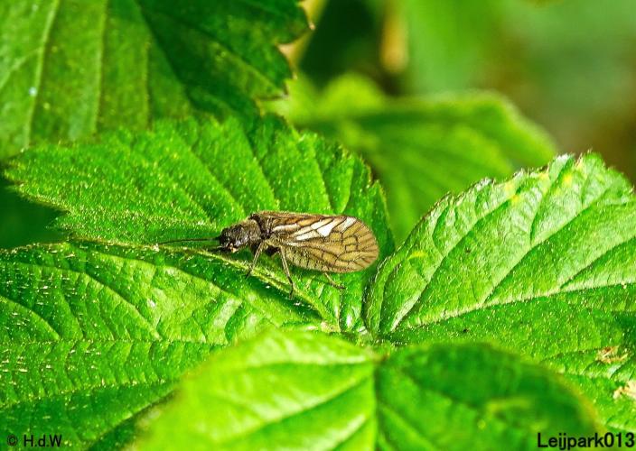 Leijpark013  Elzenvlieg