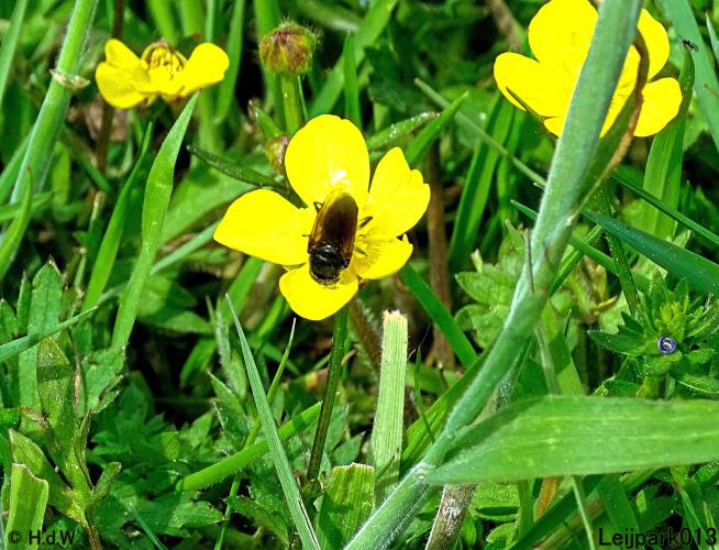 Leijpark013 Weidegitje (zweefvlieg)