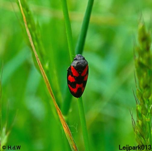 Leijpark013 Bloedcicade