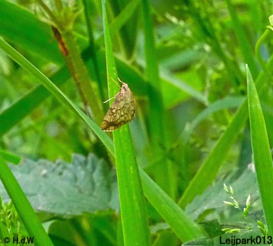 Leijpark013 Bonte Valkmot 