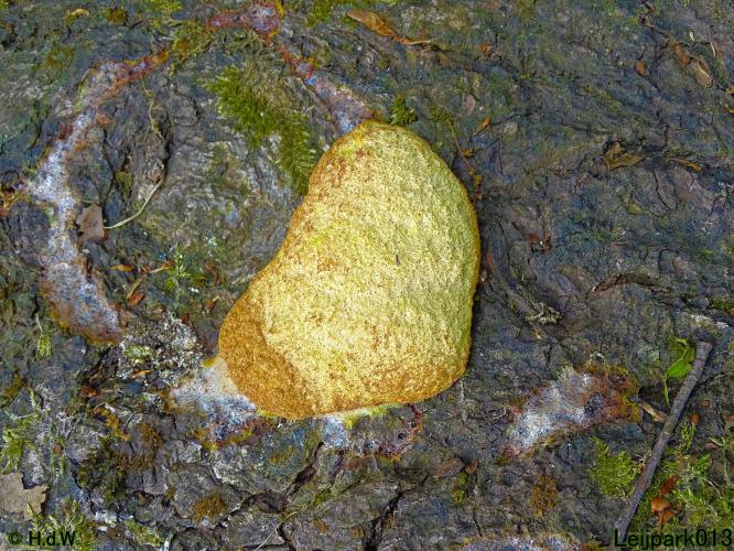 Leijpark013 Heksenboter (slijmzwam)