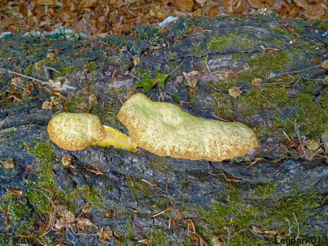 Leijpark013 Heksenboter (slijmzwam)