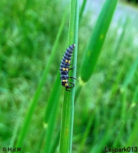 Leijpark013 larven van lieveheersbeestjes