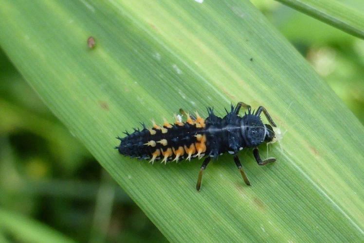 Leijpark013 larven van lieveheersbeestjes