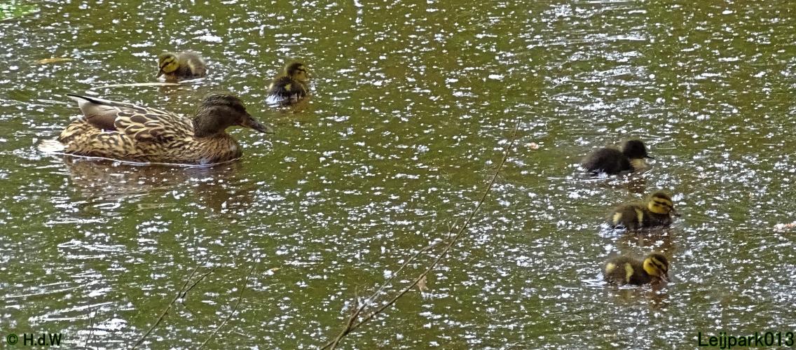 Leijpark013 23 &amp; 24 &amp; 25 &amp; 26 mei 2022