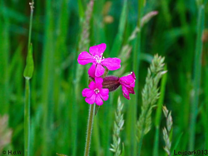 Leijpark013 23 &amp; 24 &amp; 25 &amp; 26 mei 2022