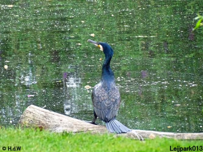 Leijpark013 23 &amp; 24 &amp; 25 &amp; 26 mei 2022