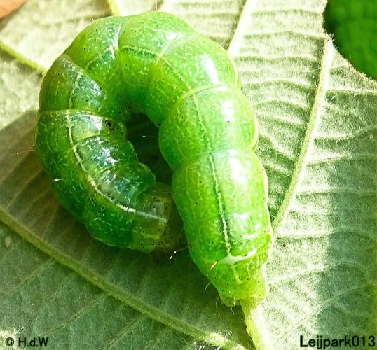 Leijpark013 23 &amp; 24 &amp; 25 &amp; 26 mei 2022