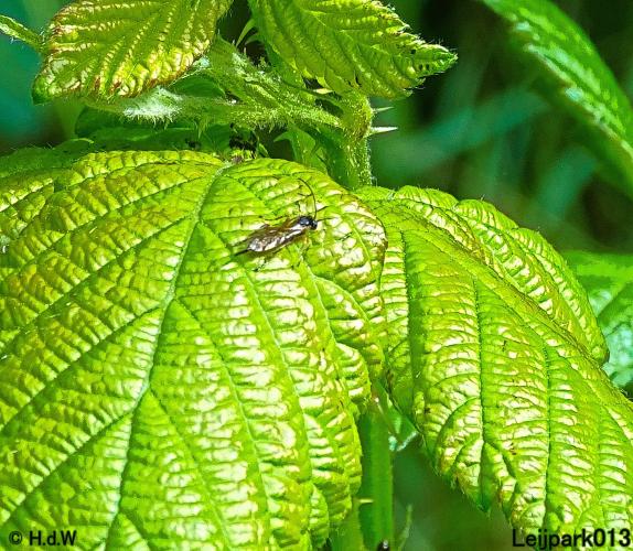 Leijpark013 23 &amp; 24 &amp; 25 &amp; 26 mei 2022