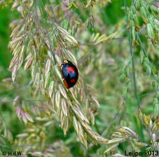 Leijpark013 23 &amp; 24 &amp; 25 &amp; 26 mei 2022