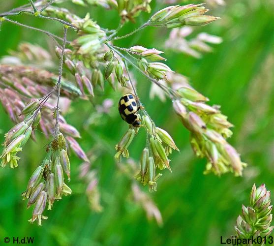 Leijpark013 23 &amp; 24 &amp; 25 &amp; 26 mei 2022