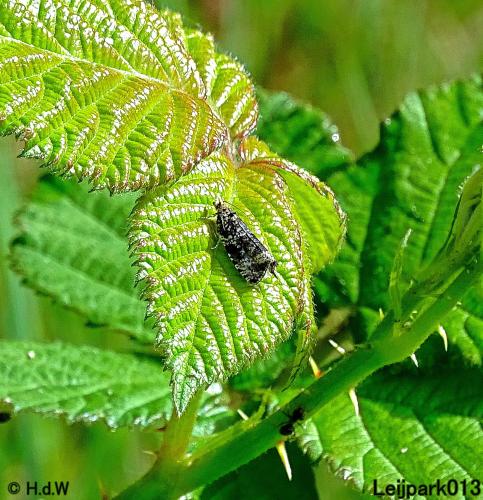 Leijpark013 23 &amp; 24 &amp; 25 &amp; 26 mei 2022