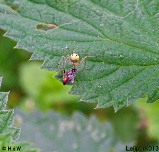 Leijpark013 23 &amp; 24 &amp; 25 &amp; 26 mei 2022