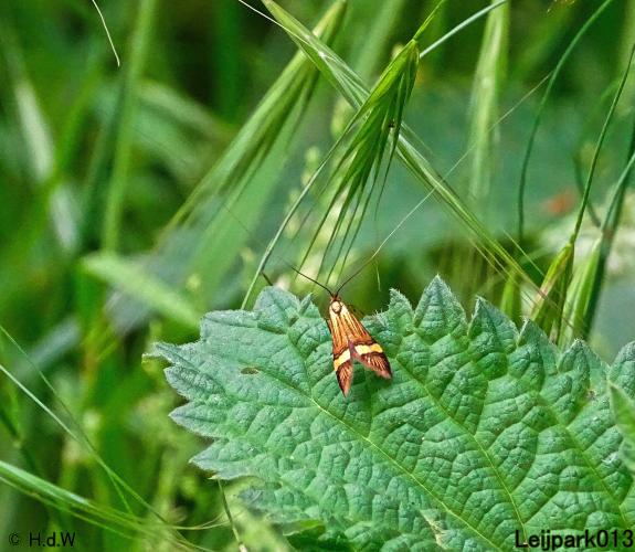 Leijpark013 23 &amp; 24 &amp; 25 &amp; 26 mei 2022