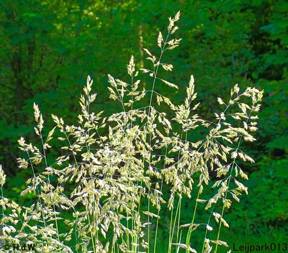 Leijpark013 23 &amp; 24 &amp; 25 &amp; 26 mei 2022