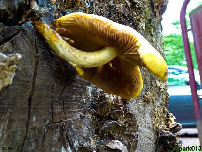 Leijpark013 23 &amp; 24 &amp; 25 &amp; 26 mei 2022