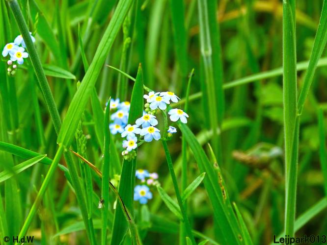 Leijpark013 23 &amp; 24 &amp; 25 &amp; 26 mei 2022