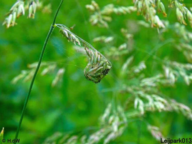 Leijpark013 23 &amp; 24 &amp; 25 &amp; 26 mei 2022